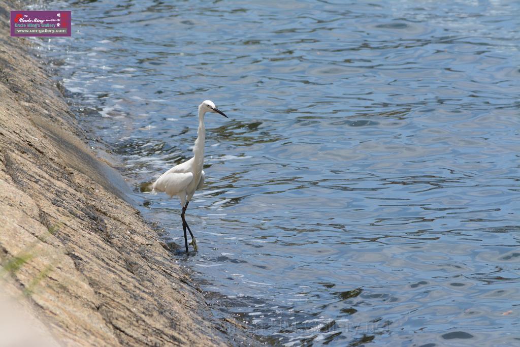 20150619taipo-egret_f38644672.jpg