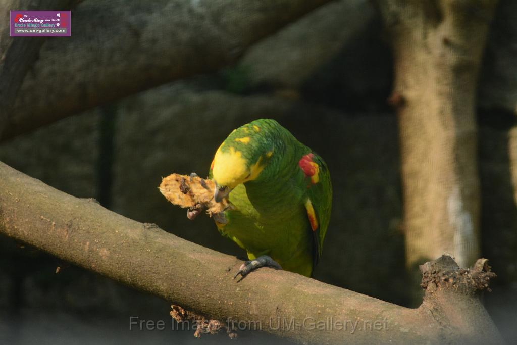 20180331birds-kowloon-park_DSC_1081.JPG