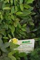 20150328sm-floral-exhibition_DSC_1739