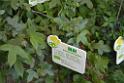 20150328sm-floral-exhibition_DSC_1744