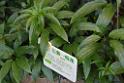 20150328sm-floral-exhibition_DSC_1745