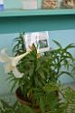 20150328sm-floral-exhibition_DSC_1765