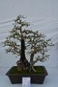 20150328sm-floral-exhibition_DSC_1914