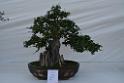 20150328sm-floral-exhibition_DSC_1915