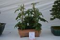 20150328sm-floral-exhibition_DSC_1919