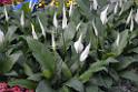 20150328sm-floral-exhibition_DSC_1977