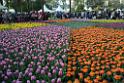 20150328sm-floral-exhibition_DSC_2027