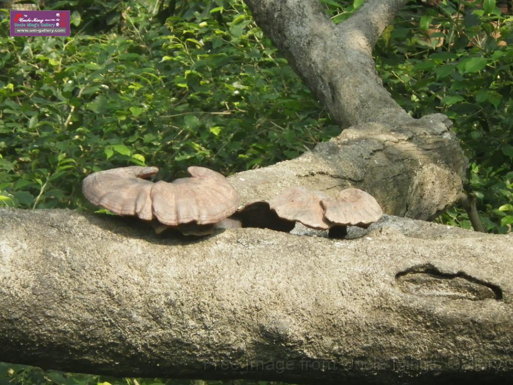 20150426sm_hk-park-IMGP1210.JPG