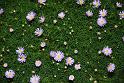 100327_floral_exhi_DSC_0117